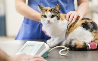 چگونه یک گربه را از علامت گذاری قلمرو خود متوقف کنیم: داروهای مردمی