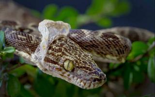 Видео как змия сваля кожата си